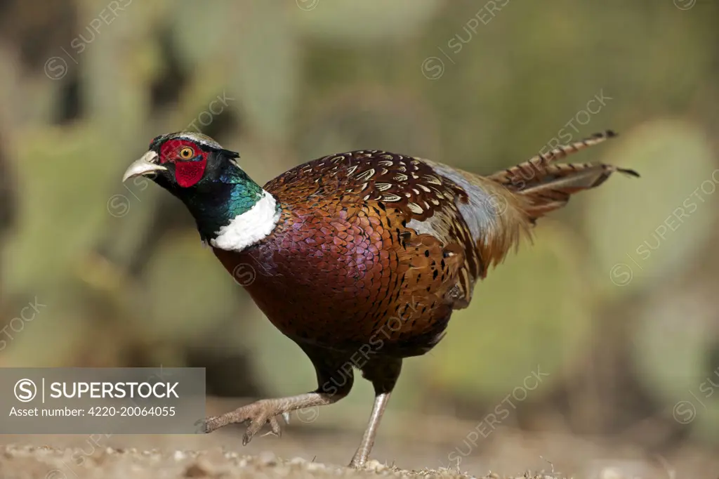 Ring-necked pheasant  (Phasianus colchicus). Arizona - Sonoran desert. an escaped captive bird living in the wild - native to Russia and the Caucasus - widely introduced elsewhere including North America as a game bird.