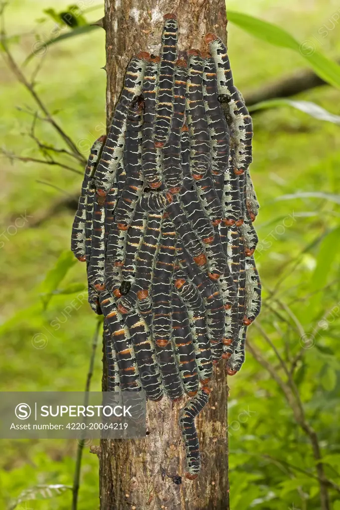 Giant Silk Worm Caterpillars (Arsenura armida). Santa Rosa National Park - Costa Rica. aggregation of fully grown caterpillars - tropical dry forest - group together during the day on trunks - feed on foliage at night - Saturniidae family.