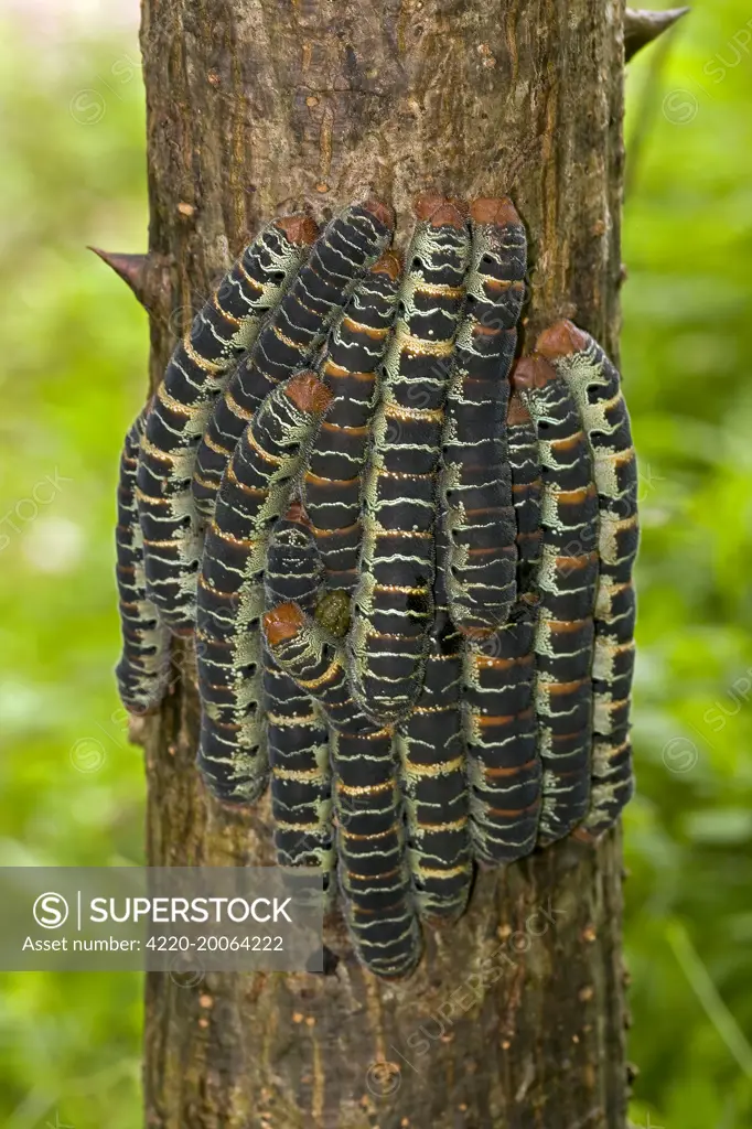 Giant Silk Worm Caterpillars (Arsenura armida). Santa Rosa National Park - Costa Rica. aggregation of fully grown caterpillars - tropical dry forest -  group together during the day on trunks - feed on foliage at night - Saturniidae family.