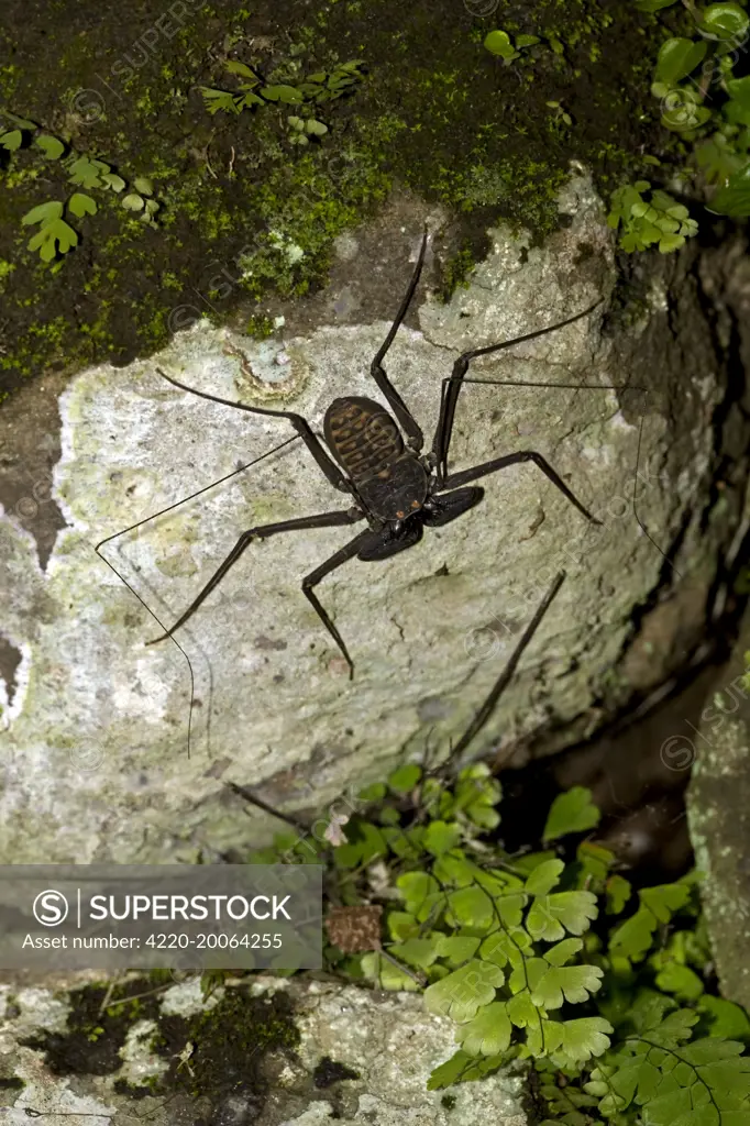 Tail-less whip scorpion - Amblypygid (Phrynus whitei). tropical dry forest - Santa Rosa national park - Costa Rica.