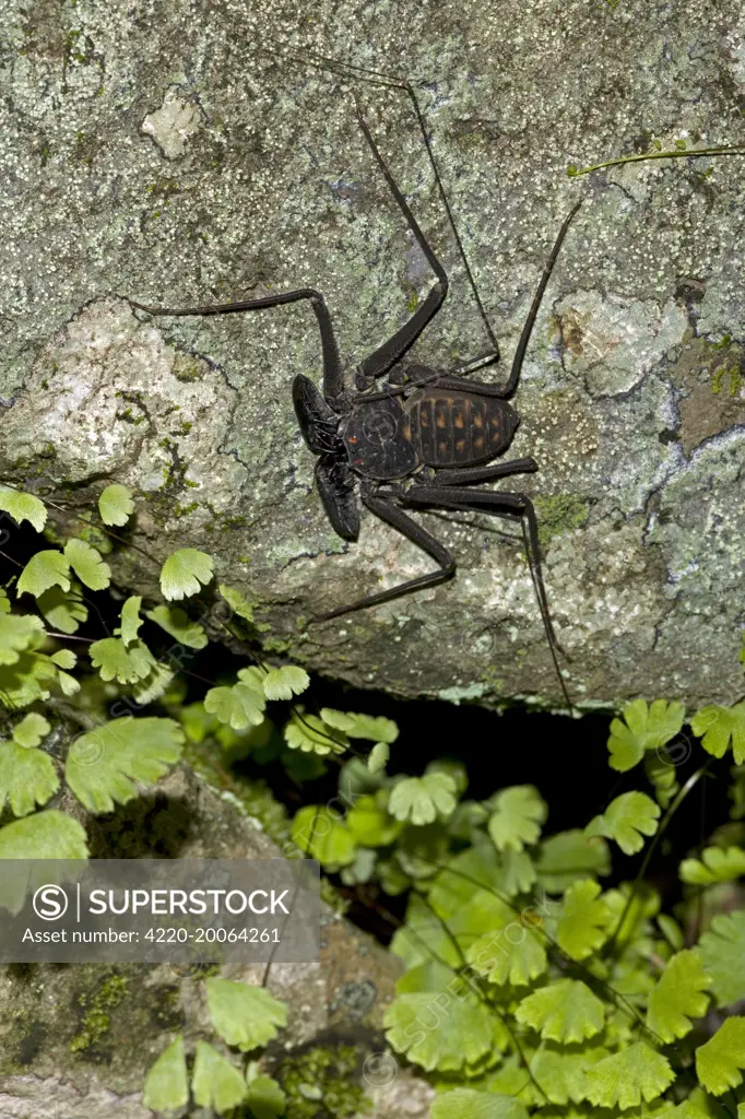 Tail-less whip Scorpion - Amblypygid (Phrynus whitei). Tropical Dry Forest - Santa Rosa national park - Costa Rica.