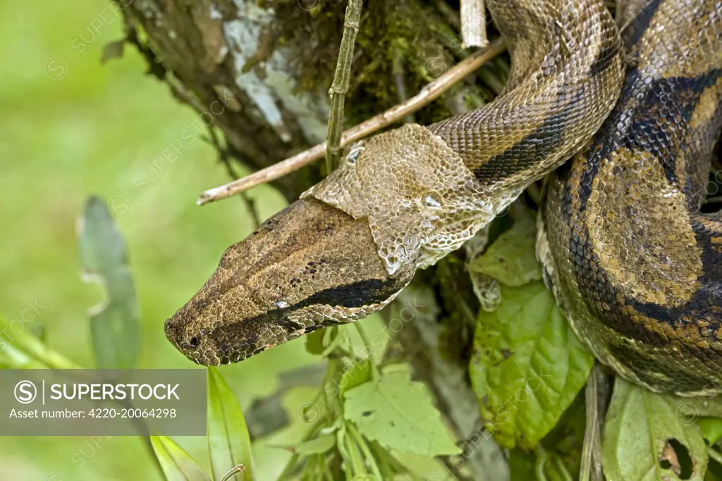 Boa Constrictor - shedding skin . Tropical rainforest - Guanacaste National Park - Costa Rica.