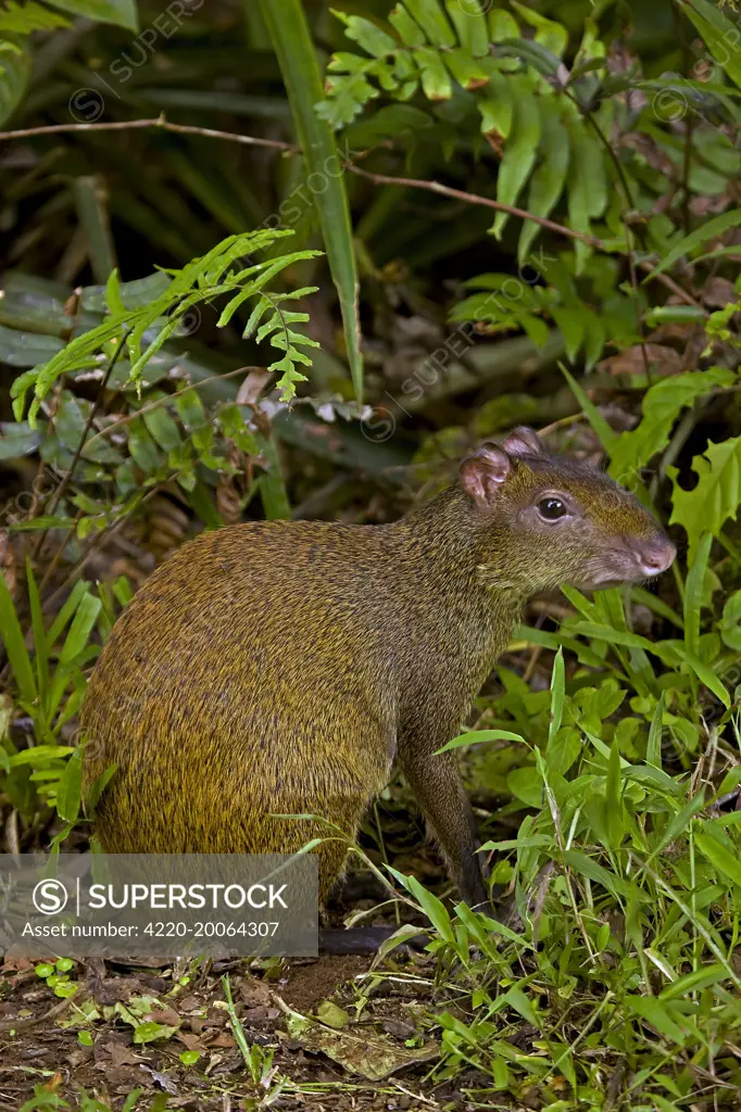 Central American Agouti - Rodent  (Dasyprocta punctata). Tropical Rainforest - Costa Rica.