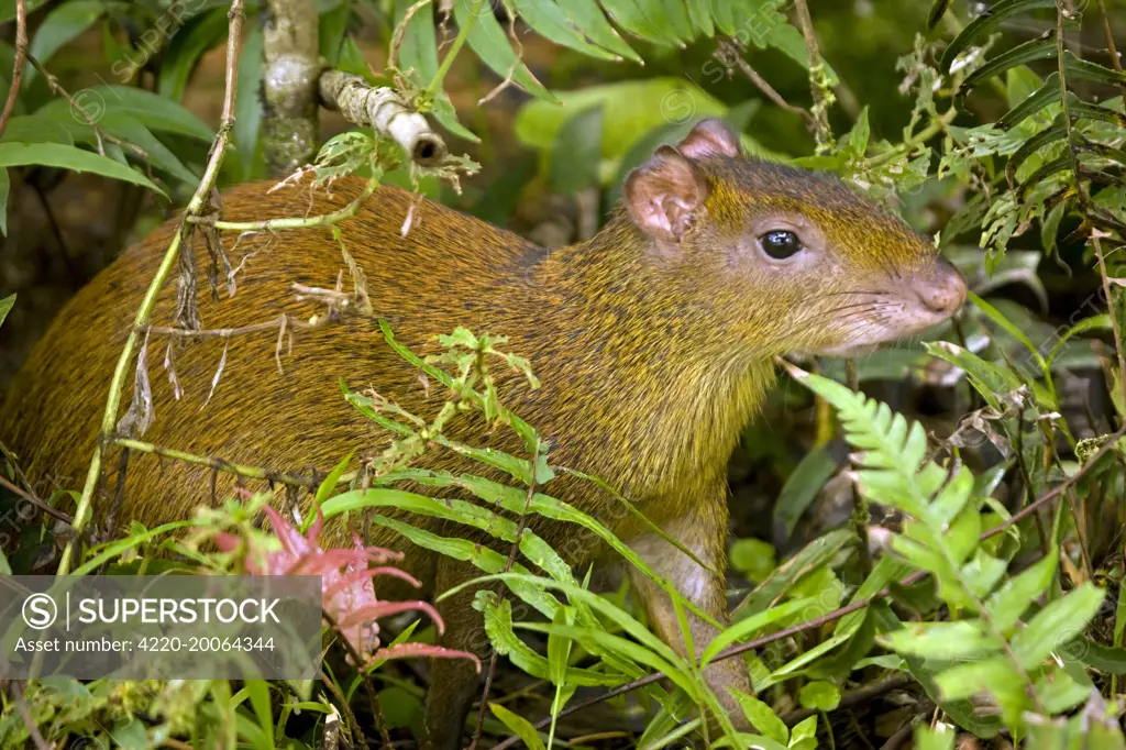 Central American Agouti - Rodent  (Dasyprocta punctata). Tropical Rainforest - Costa Rica.