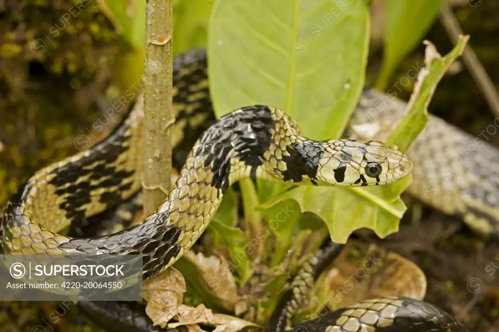 Tropical / Tiger Rat Snake (Spilotes pullatus). Costa Rica.