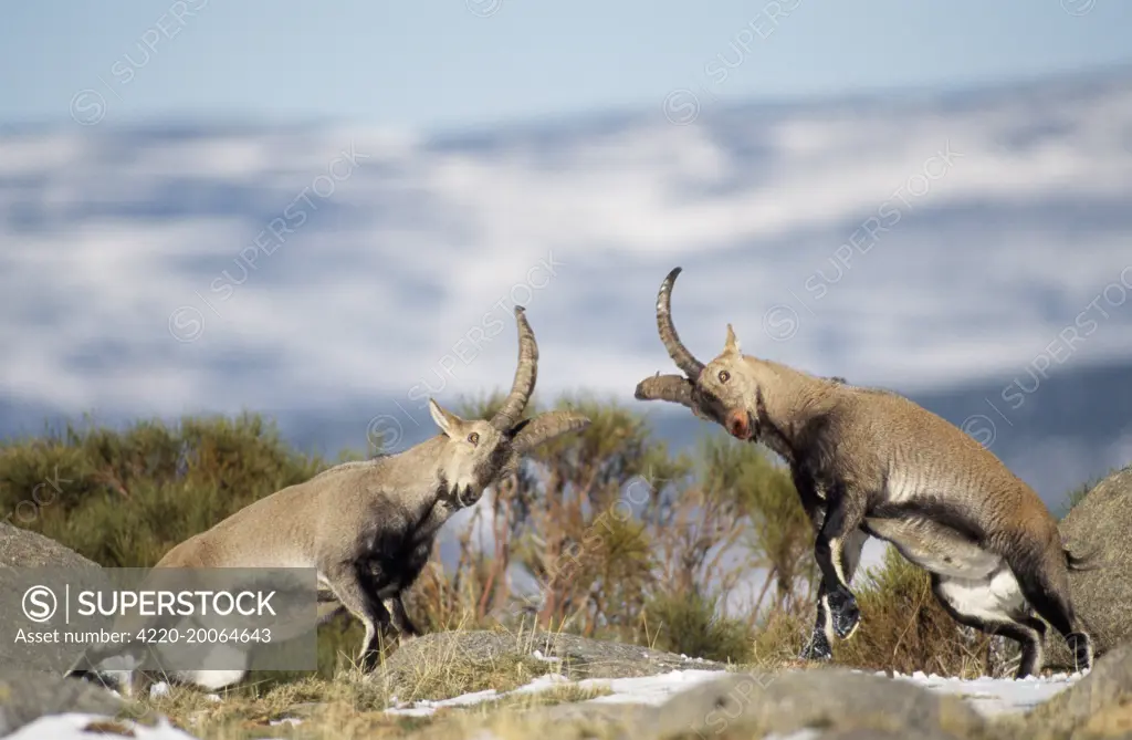 SPANISH IBEX - males fighting, facing each other (Capra pyranaica victoriae). Spain.