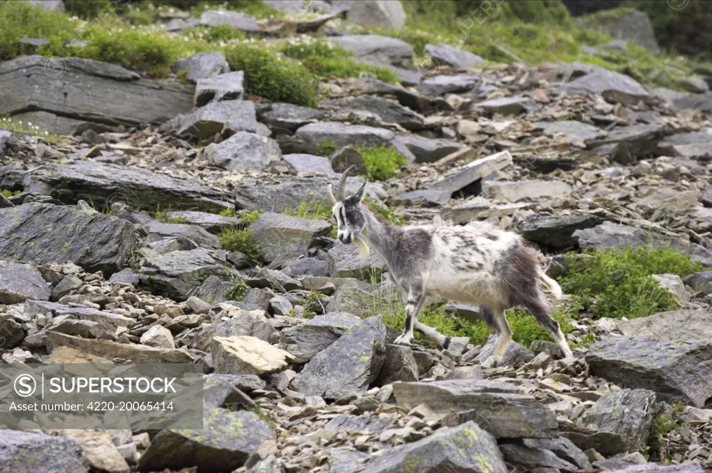Wild Goats of Lynton - Valley of the Rocks. Lynton, Exmoor National Park, Devon, UK.