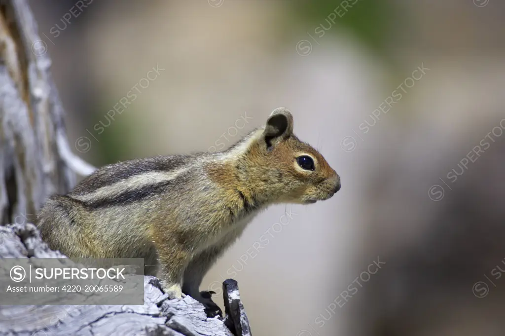 Golden-mantled Ground Squirrel (Spermophilus saturatus). Mount Rainier Naional Park, Washington State, USA.