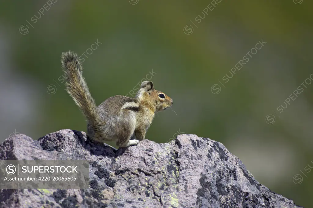 Golden-mantled Ground Squirrel (Spermophilus saturatus). Mount Rainier Naional Park, Washington State, USA.