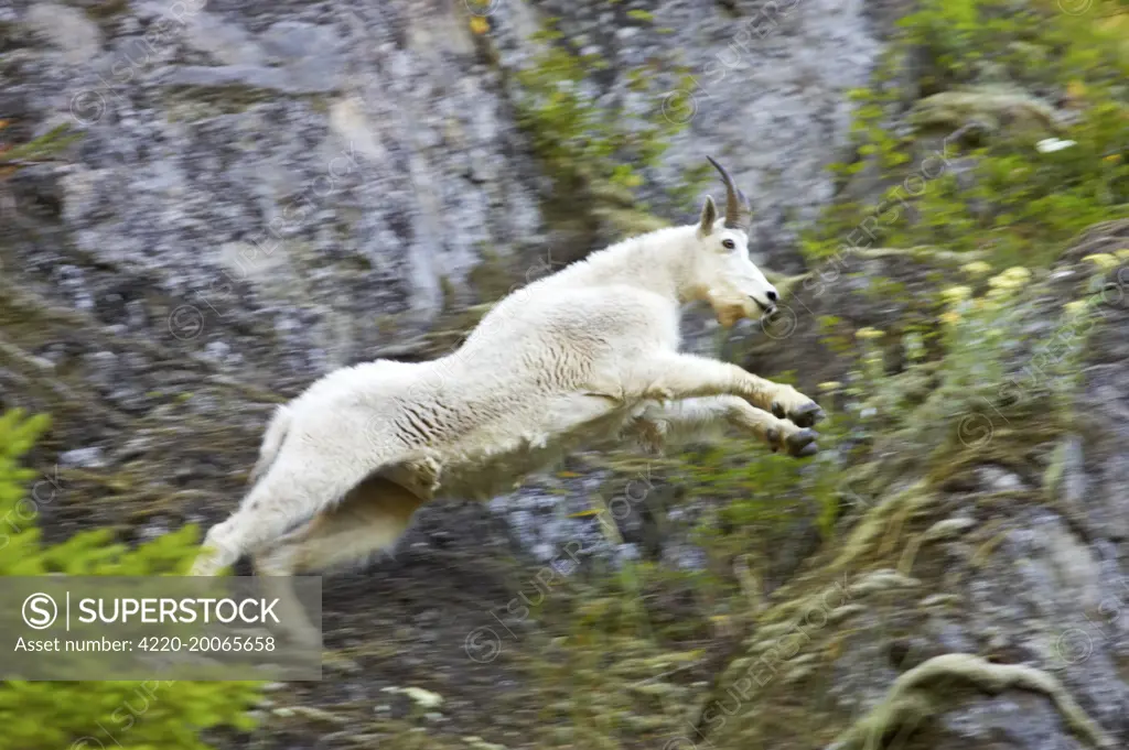 Rocky Mountain Goat - Leaping across cliff face (Oreamnos americanus). Olympic National Park, Washington State, USA.