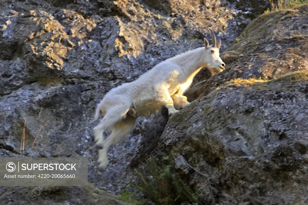 Rocky Mountain Goat - Leaping across cliff face (Oreamnos americanus). Olympic National Park, Washington State, USA.