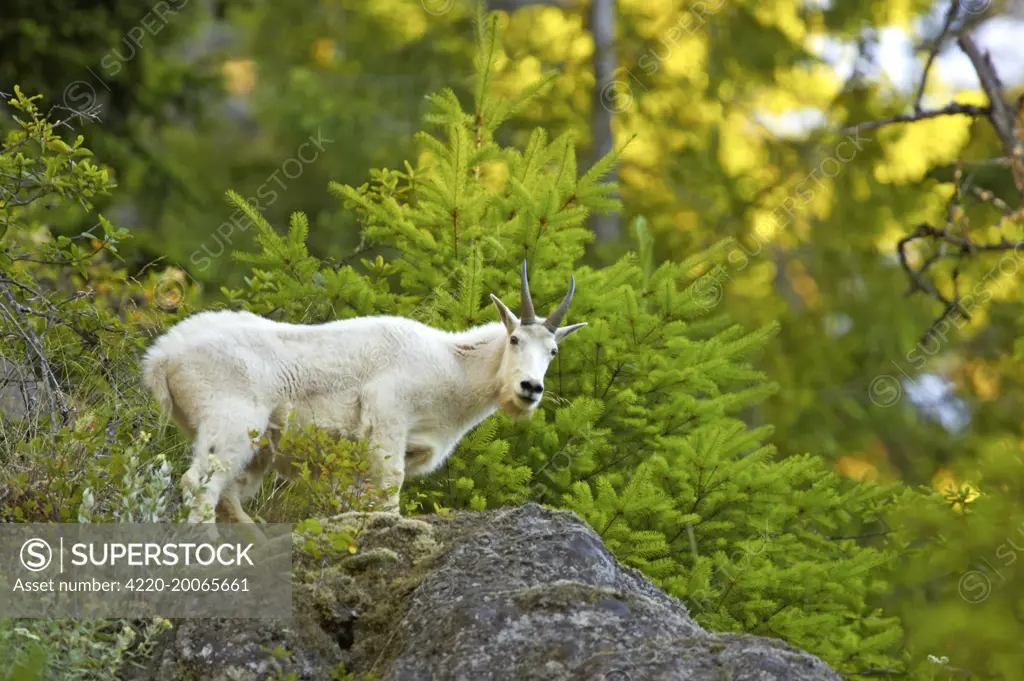 Rocky Mountain Goat - on steep cliff (Oreamnos americanus). Olympic National Park, Washington State, USA.