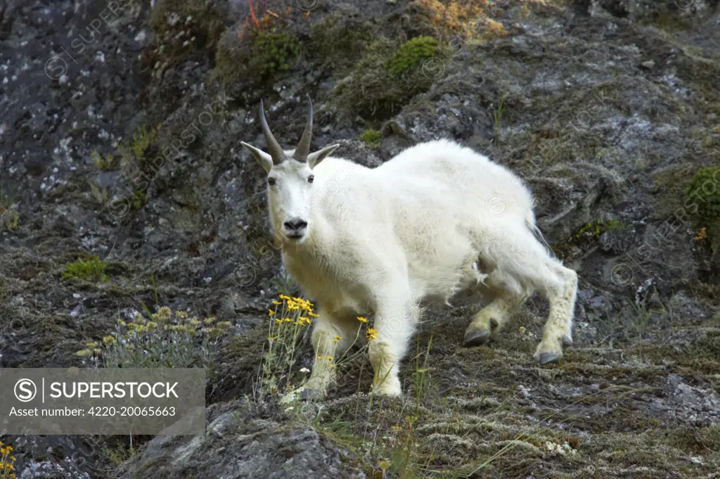 Rocky Mountain Goat - On steep cliff (Oreamnos americanus). Olympic National Park, Washington State, USA.