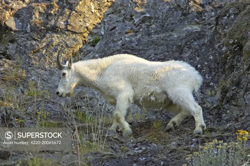 Rocky Mountain Goat - On steep cliff (Oreamnos americanus). Olympic National Park, Washington State, USA.