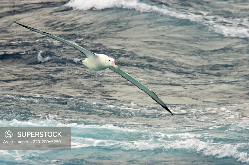 Wandering Albatross - In flight over sea (Diomedea exulans). Antarctic Ocean.