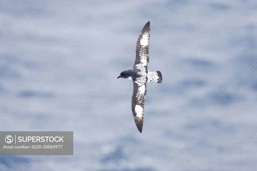 Pintado or Cape Petrel - In flight over sea (Daption capense). Antarctic Ocean.
