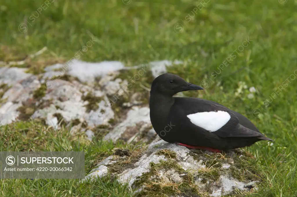 Black Guillemot (Cepphus grylle). Shetland Mainland, UK.
