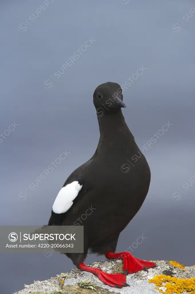 Black Guillemot (Cepphus grylle). Mousa Island, Shetland Islands, UK.