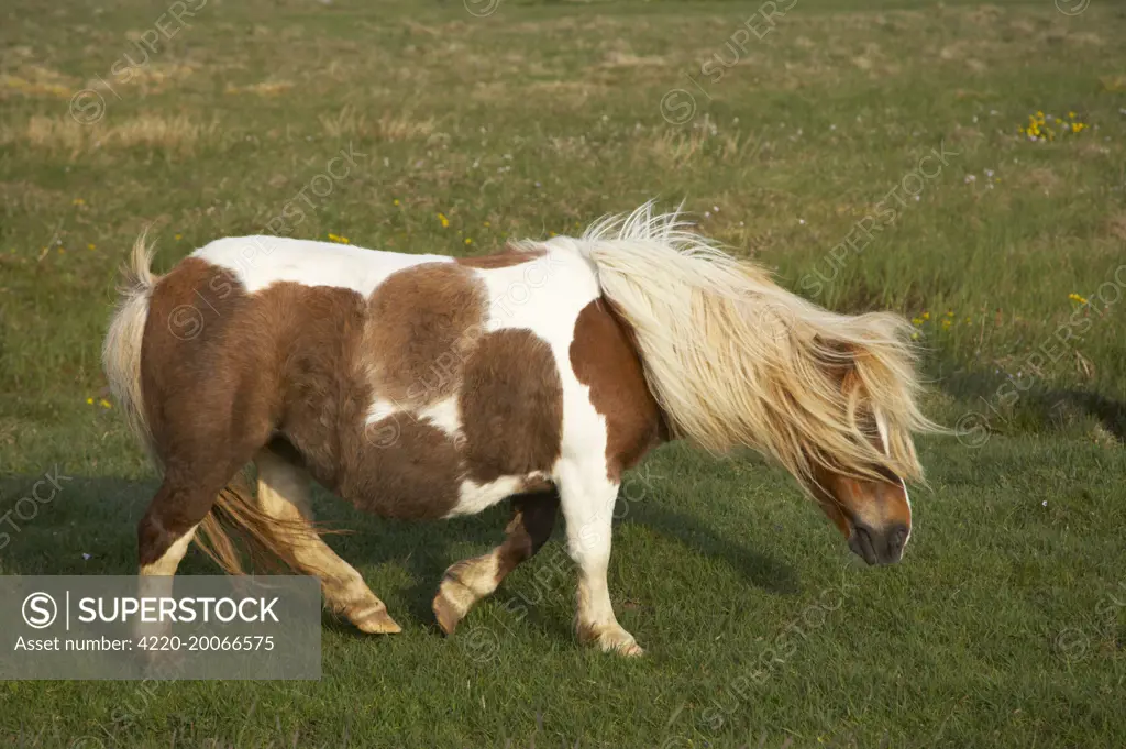 Shetland Pony. Unst, Shetland, UK.