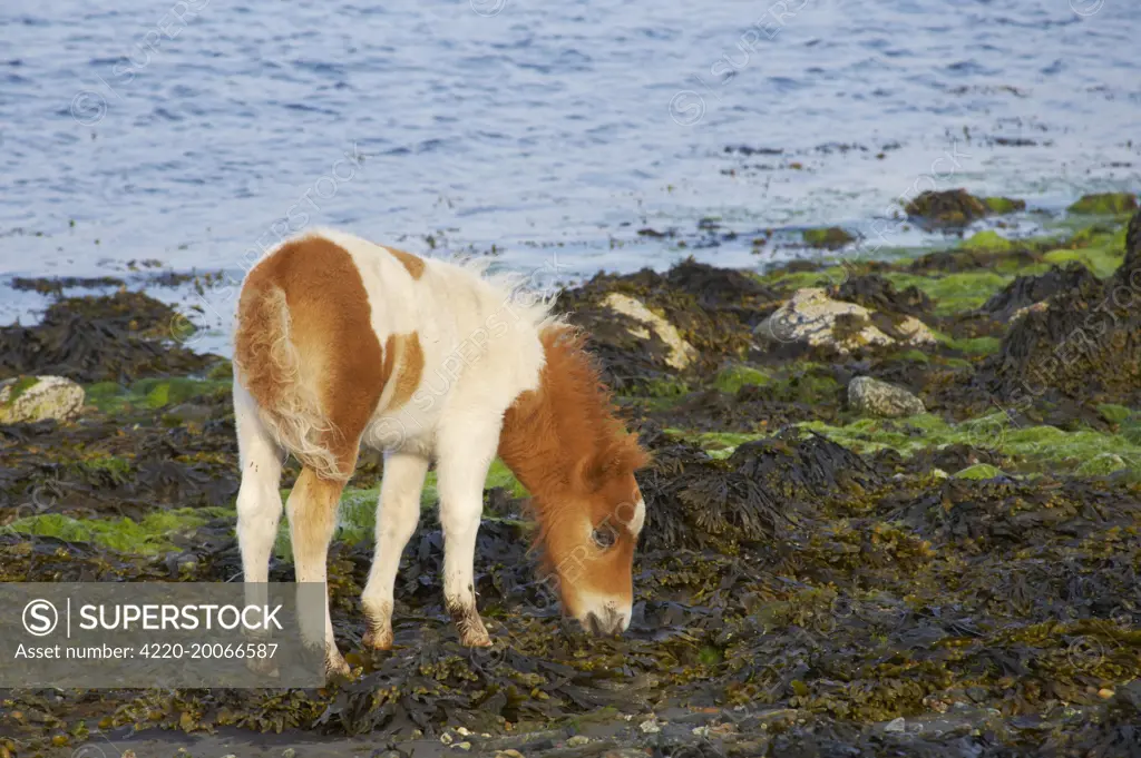 Shetland Pony - foal grazing on seaweed. Unst, Shetland, UK.