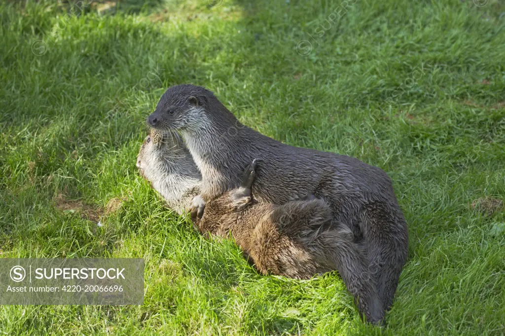 British Otter - Playfighting on Riverbank (Lutra lutra). Otter Trust, Suffolk, UK.