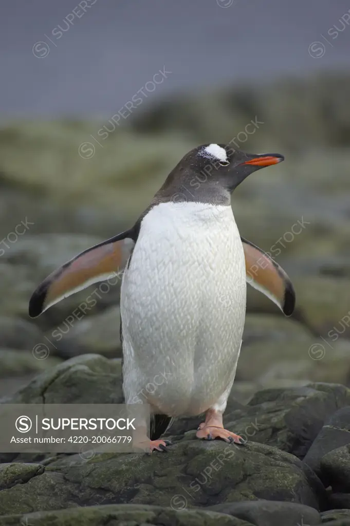 Gentoo Penguin (Pygoscelis papua). Ronge IslandAntarctica Penninsular.