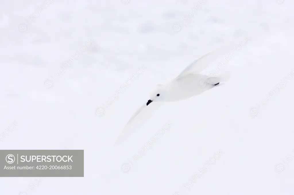 Snow Petrel - in flight  (Pagodroma nivea). Antarctic Penninsula.