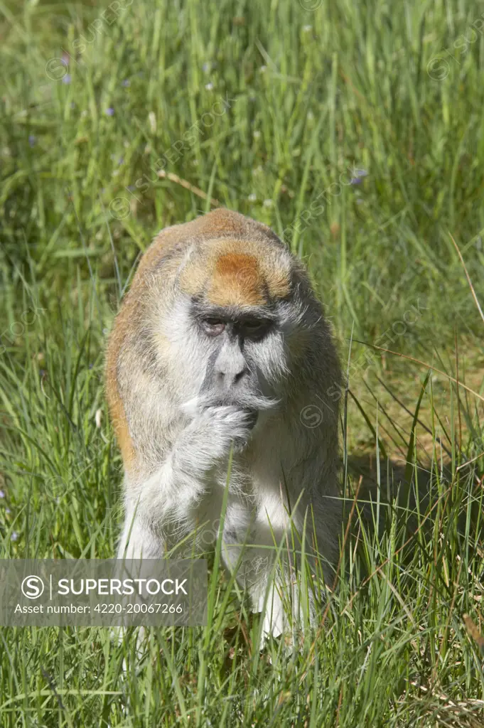 Patas Monkey - Searching for food in grassland (Erythrocebus patas)