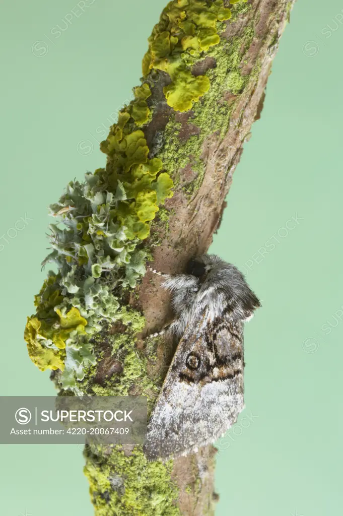 Nut-Tree Tussock Moth (Colocasia coryli). Essex, UK.