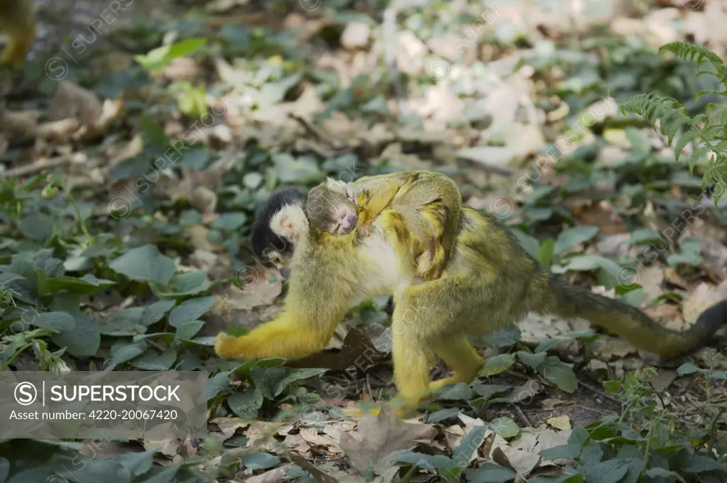 Squirrel Monkey - Mother forgaing on forest floor with baby on back (Saimiri sciureus boliviensis). Apenheul, Netherlands.