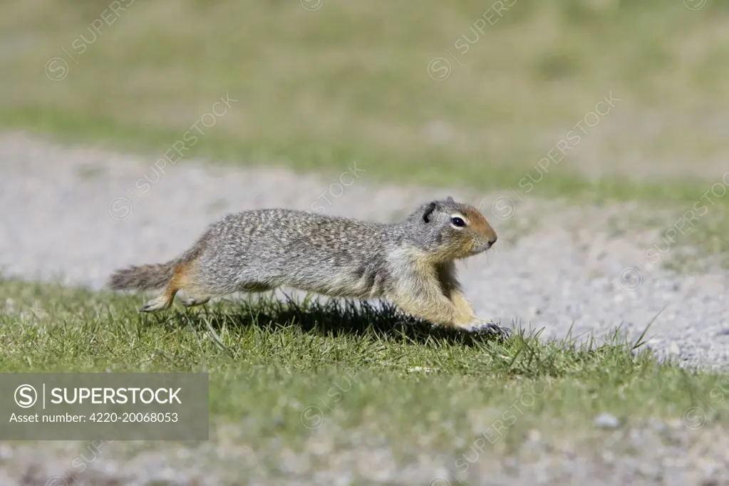 Golden Mantled Ground Squirrel - running (Spermophilus columbianus). Rocky Mountains - Alberta - Canada.