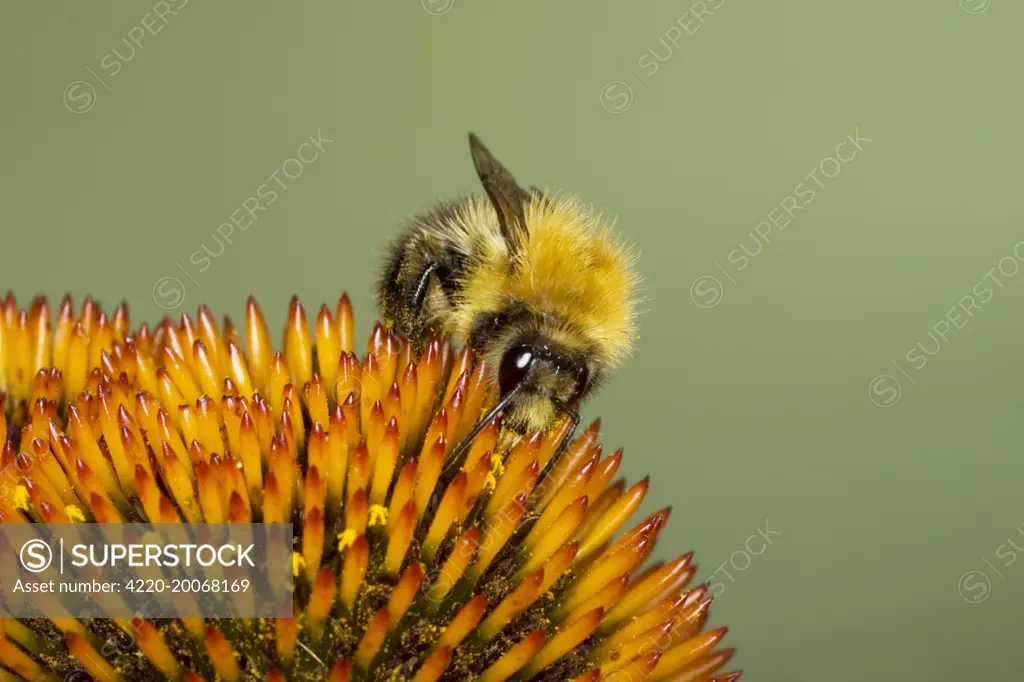Tawny Bumblebee - feeding on Echinacea flower (Bombus pascuorum). Essex, UK. aka Common Carder Bee.