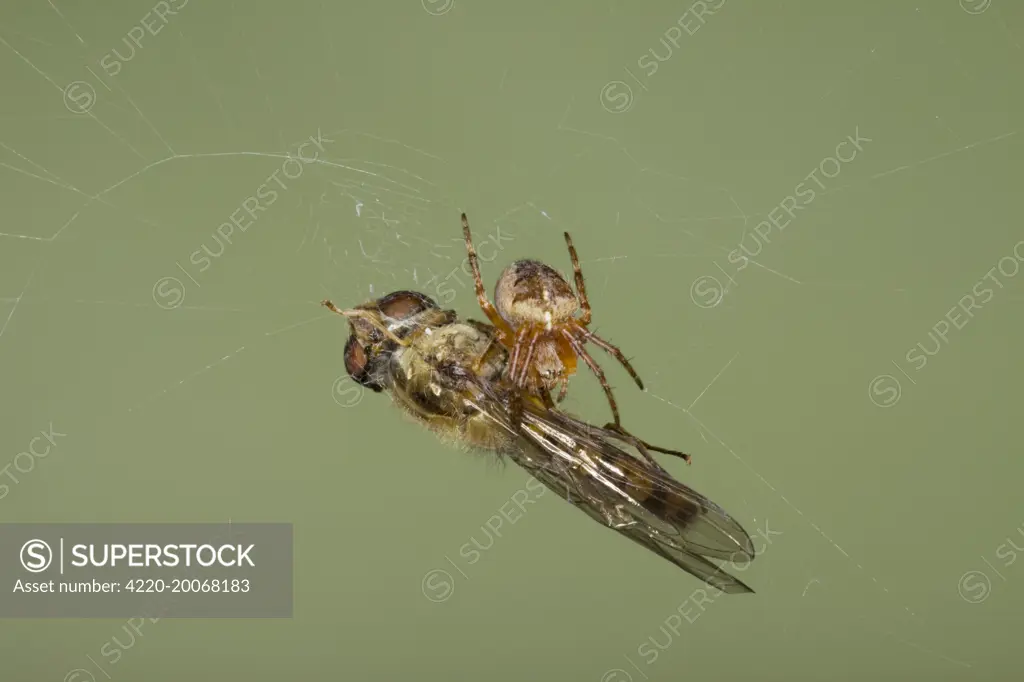 Small Spider with Marmalade Hoverfly caught in web. Essex, UK.