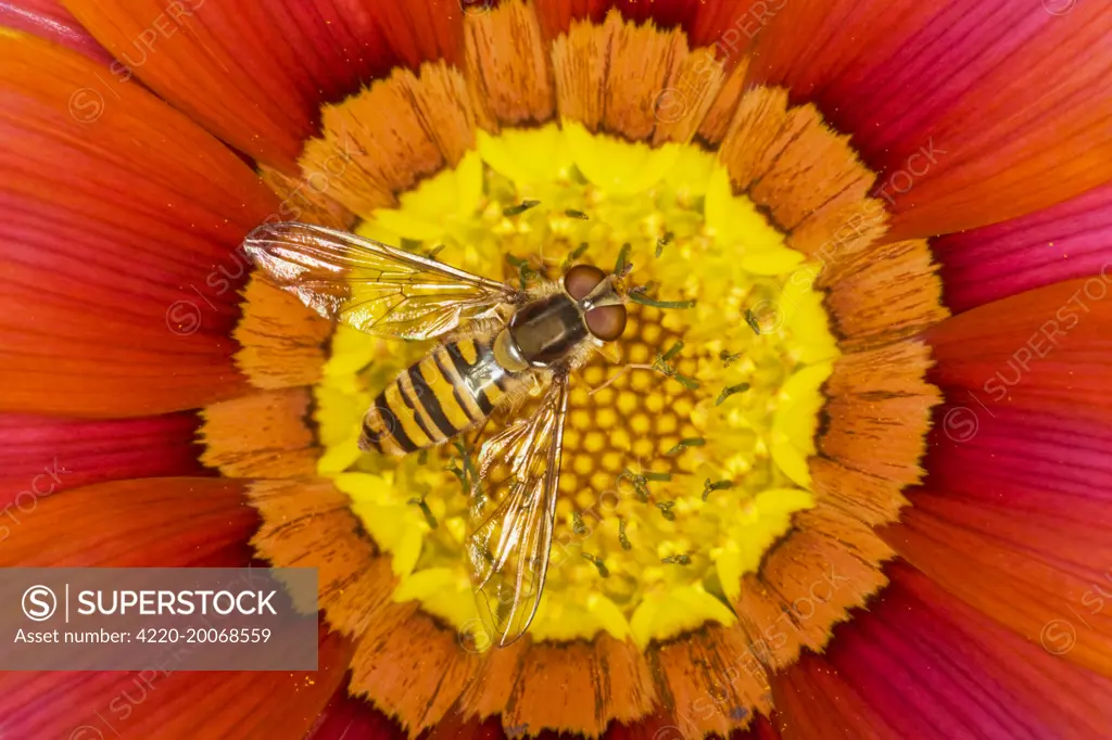 Marmalade Hover Fly - on Gazania flower (Episyrphus balteatus). Essex, UK.