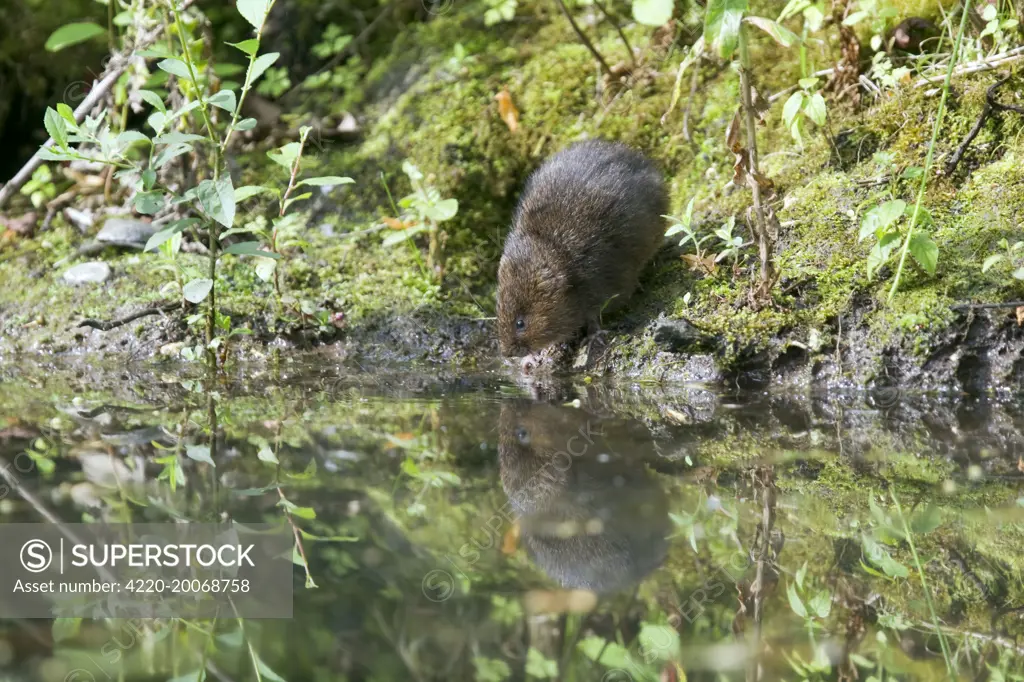 Water Vole - Feeding on river bank (Arvicola terrestris). Sussex - UK.