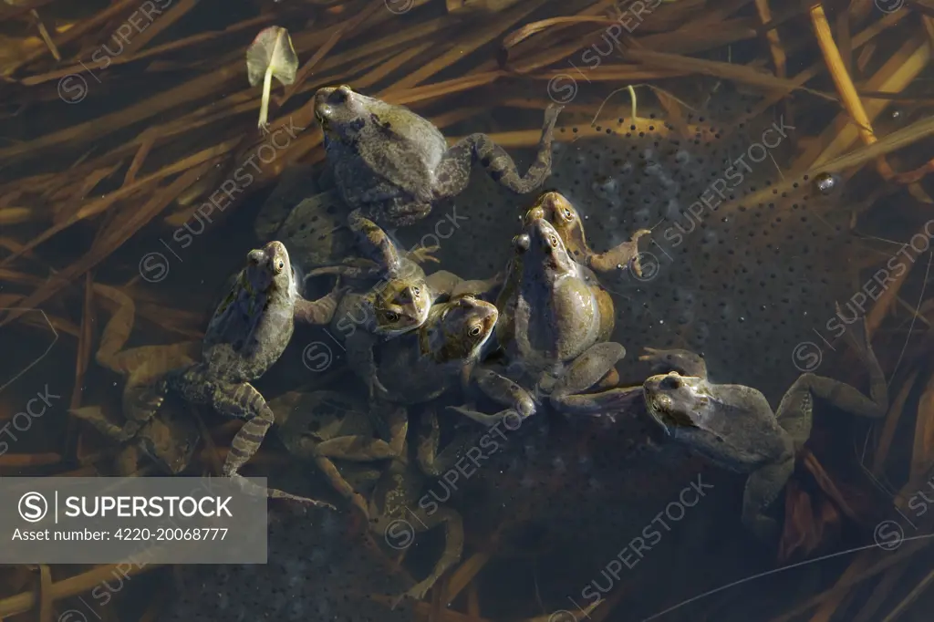 Common Frog - spawning in pond  (Rana temporaria). Essex - UK.