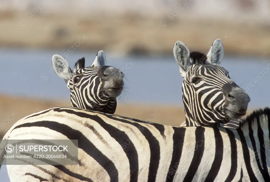 Burchell's / Common / Plains Zebra - two heads looking over back (Equus quagga burchelli   ). Etosha National Park, Namibia, Africa.
