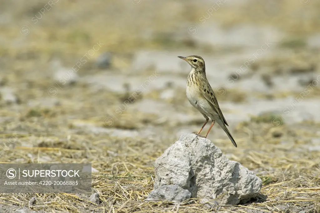 Richard&#x573; / Australian Pipit (Anthus novaeseelandiae). Etosha National Park, Namibia, Africa.