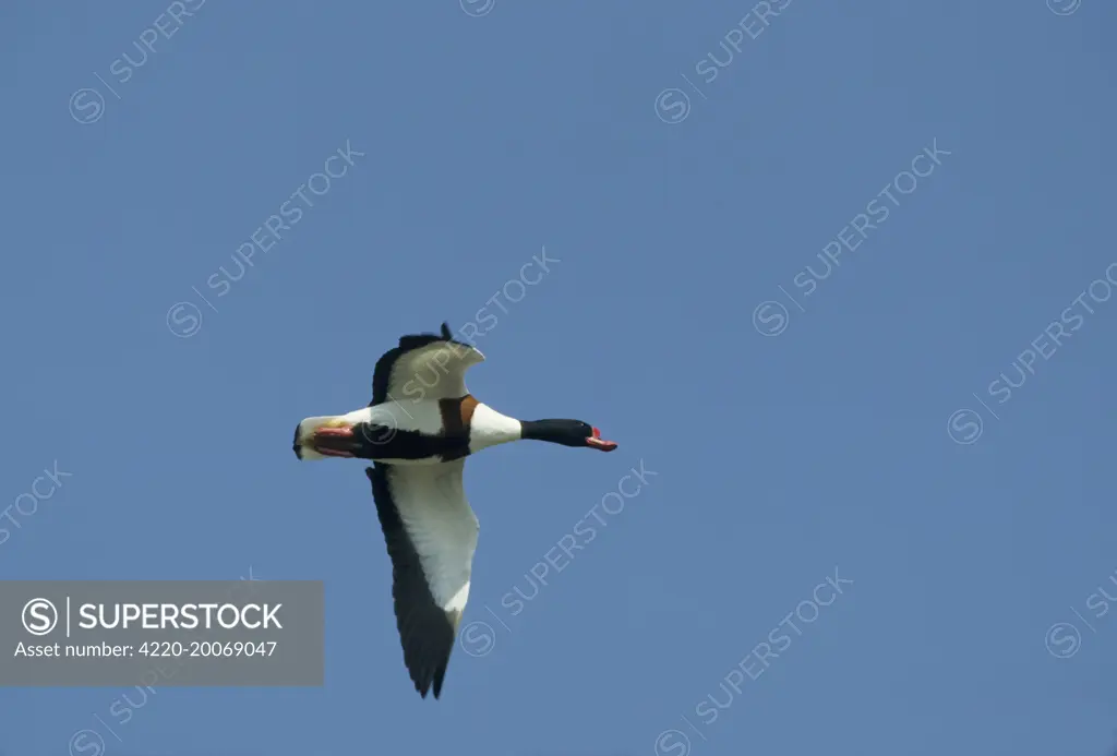 Shelduck - In flight (Tadorna tadorna). Norfolk, UK.