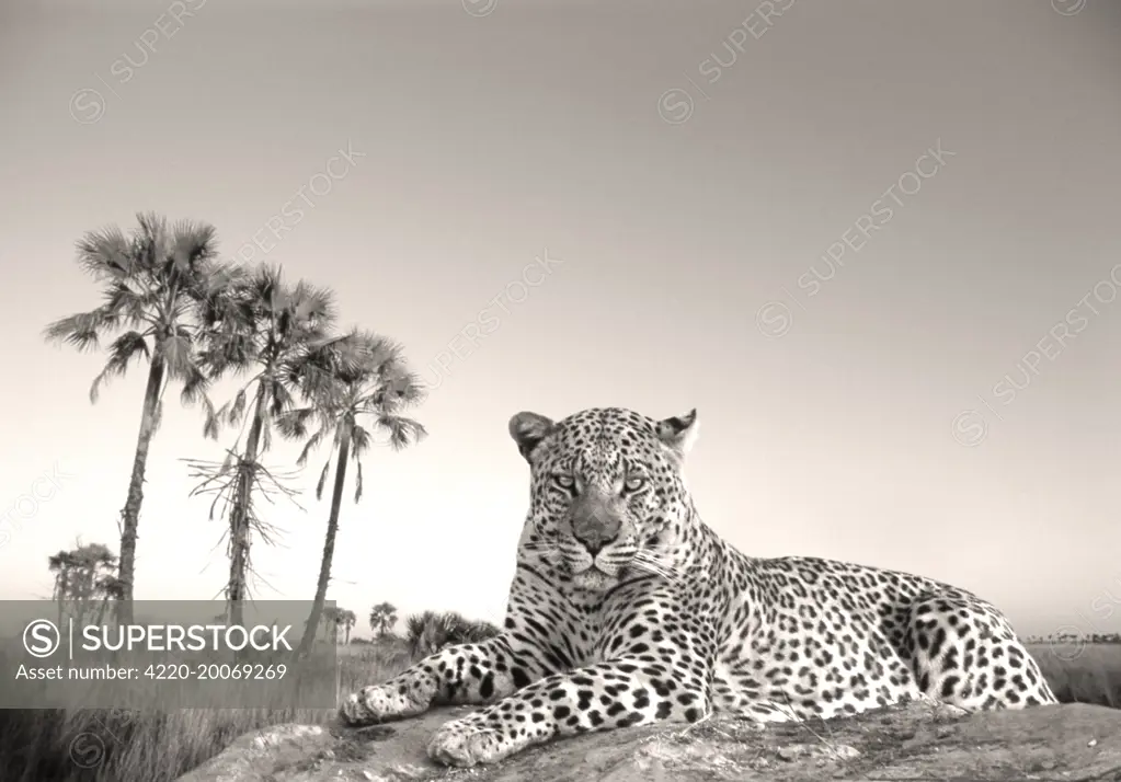 Leopard - male rests on termite mound (Panthera pardus). Makgadikgadi Pans Game Reserve - Botswana.