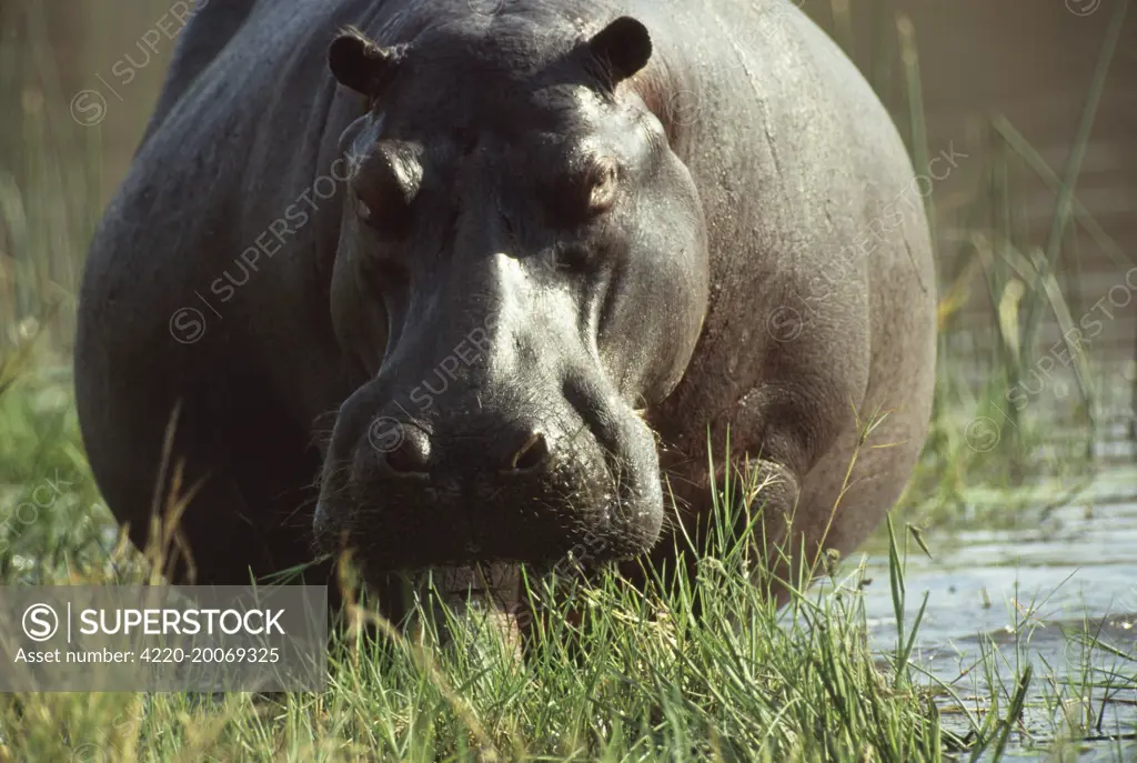 HIPPOPOTAMUS - Facing (Hippopotamus amphibius). Botswana, Africa.