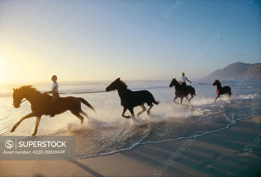 HORSES - with riders galloping along beach. Nordhoek, Cape Town, South Africa.