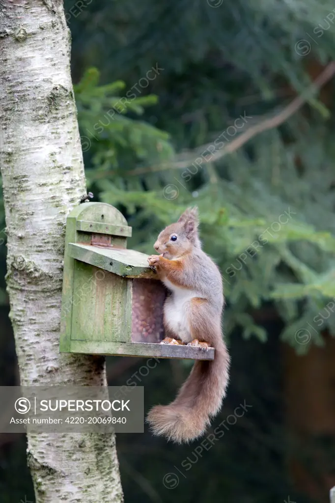 Red Squirrel - at feeder (Sciurus vulgares). Scotland - UK.