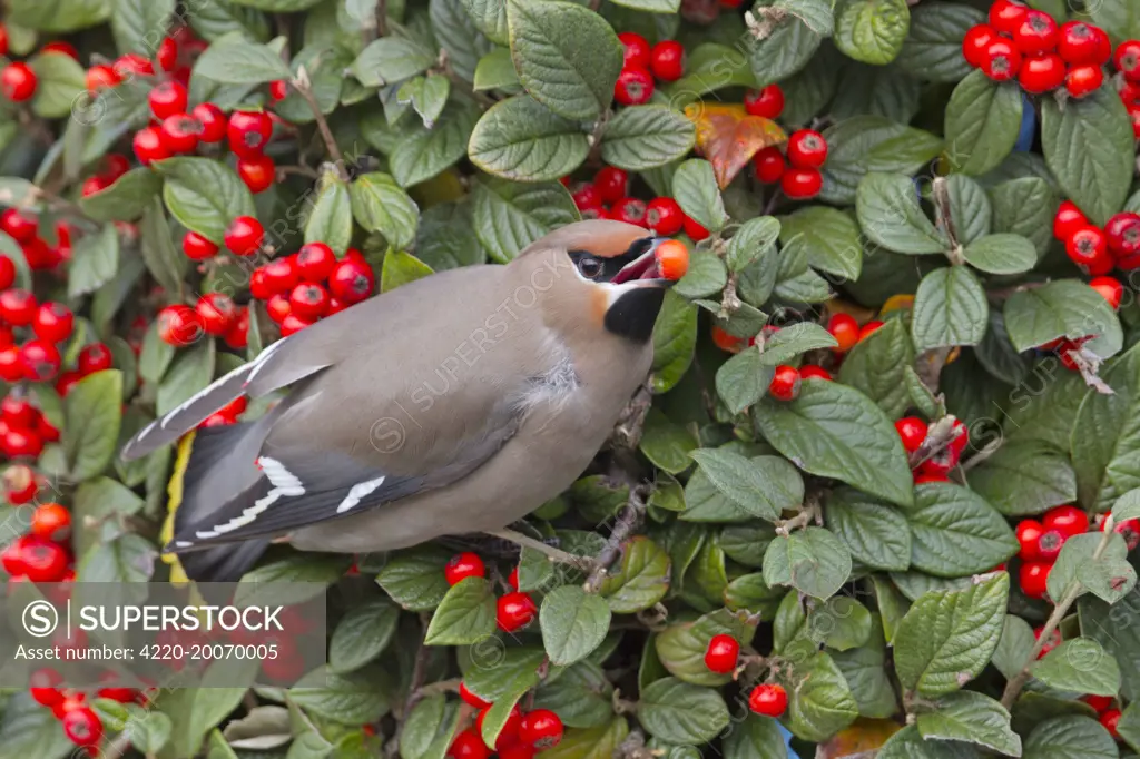Waxwing - eating a berry in winter  (Bombycilla garrulus). Falmouth, Cornwall, UK.