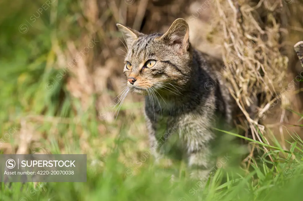 Wild Cat  (Felix sylvestris)
