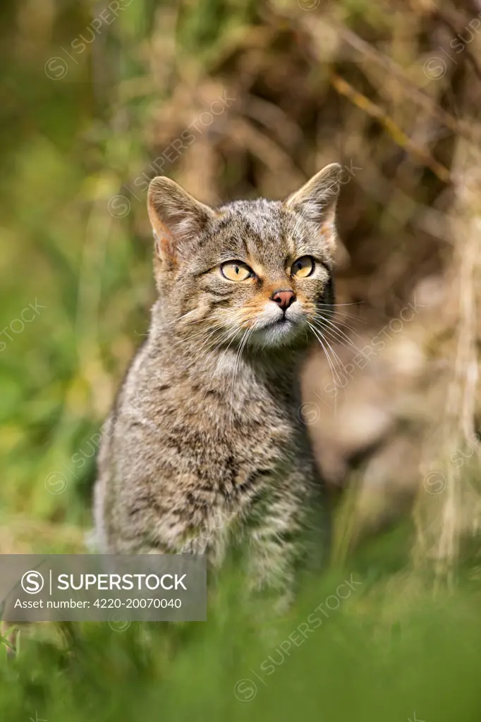 Wild Cat (Felix sylvestris)