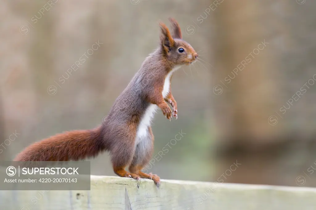 Red Squirrel - standing on hind legs with ears erect  (Sciurus vulgaris)