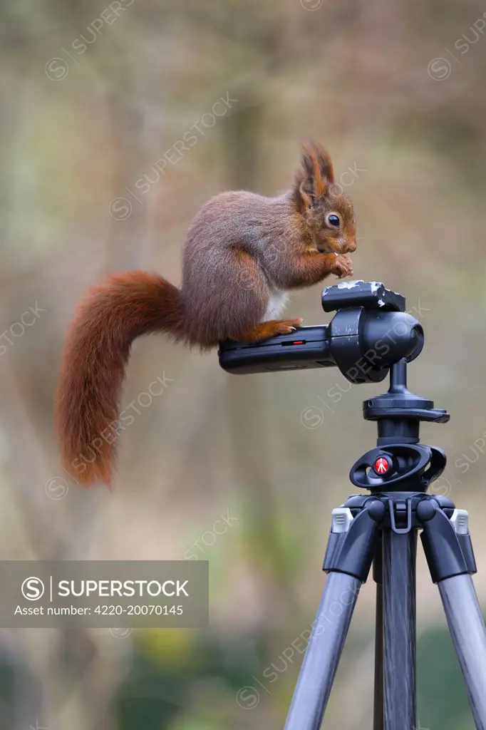 Red Squirrel - standing on a tripod feeding (Sciurus vulgaris)