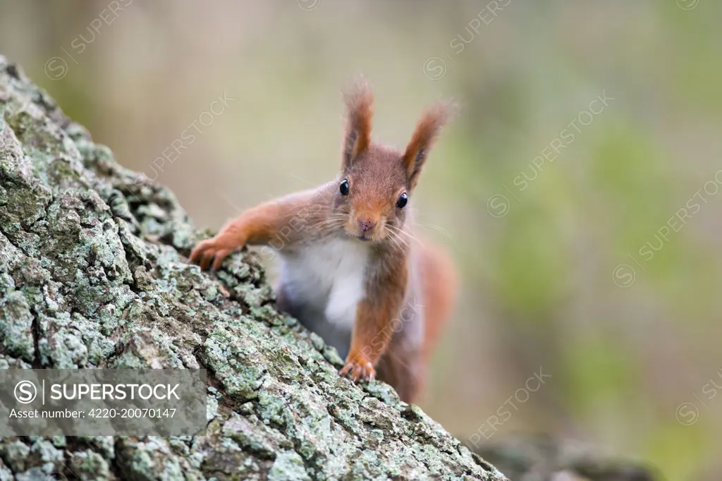 Red Squirrel - on tree trunk (Sciurus vulgaris). UK.