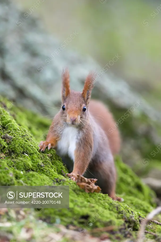 Red Squirrel  (Sciurus vulgaris)